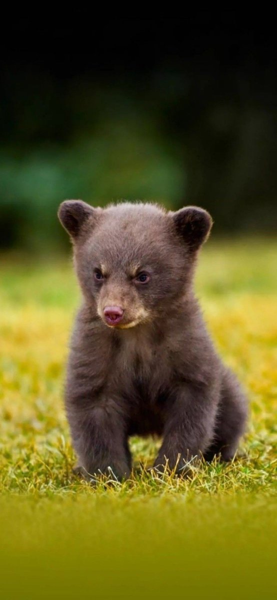 Маленький белый Медвежонок