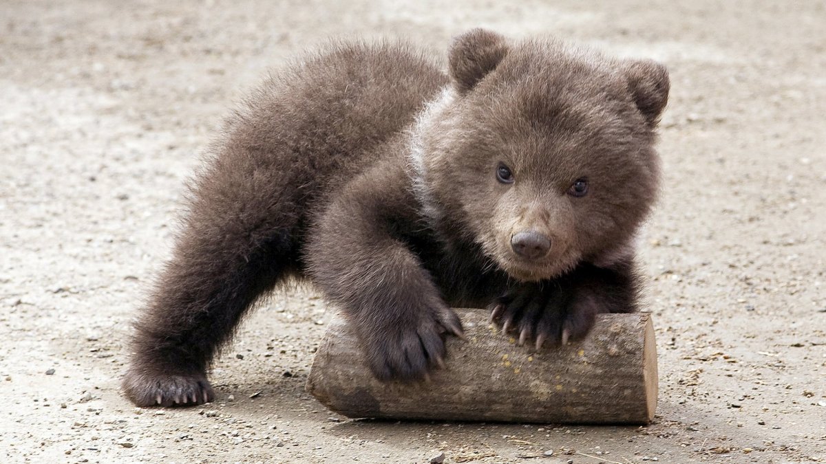 Маленький Медвежонок