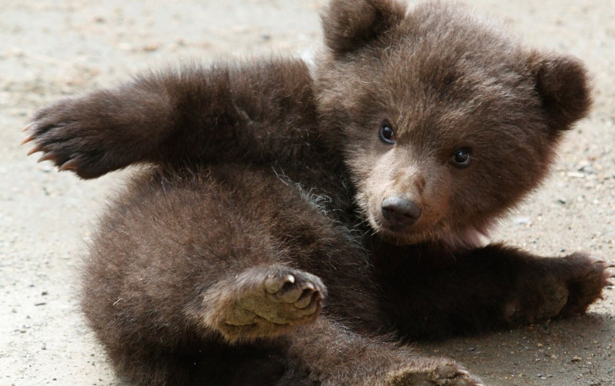 Маленький медведь
