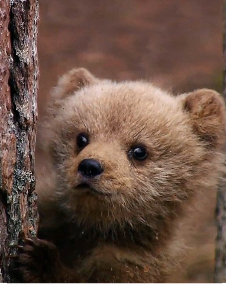 Милые медвежата