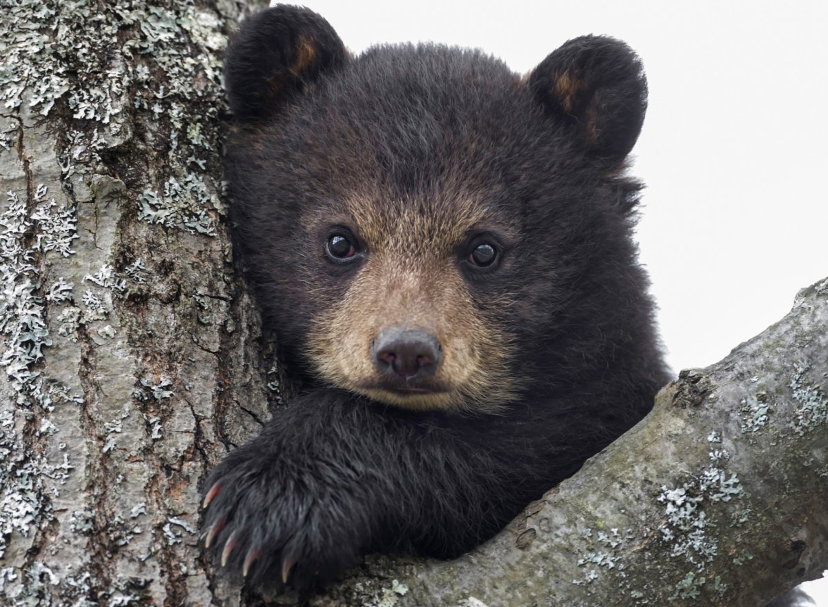 Белый медведь добрый