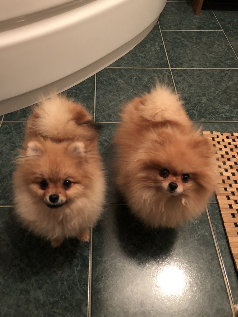 Померанский шпиц Беби