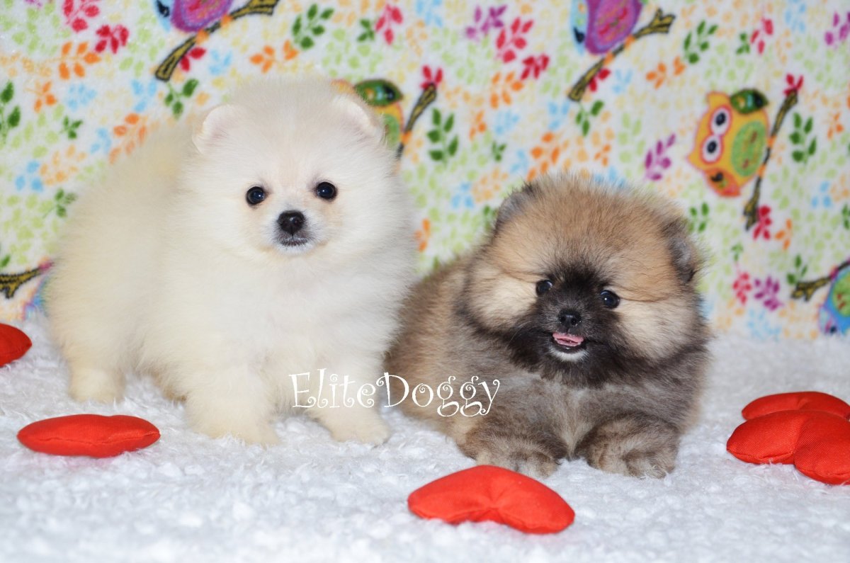 Собаки карманные