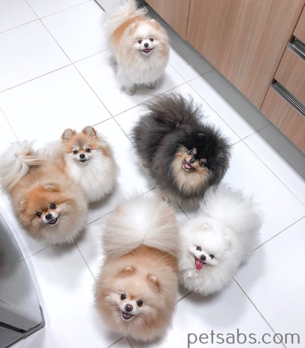 Померанский шпиц jiffpom