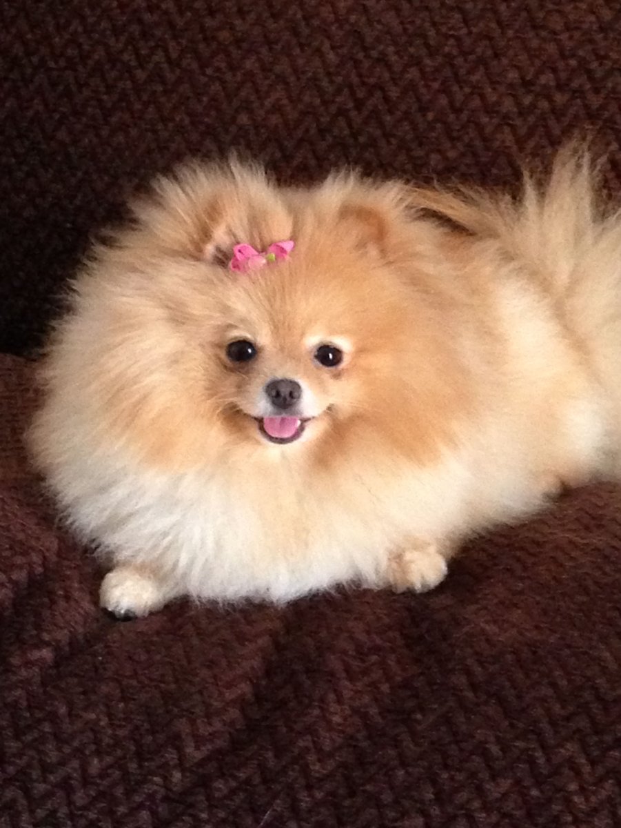 Немецкий шпиц бейби