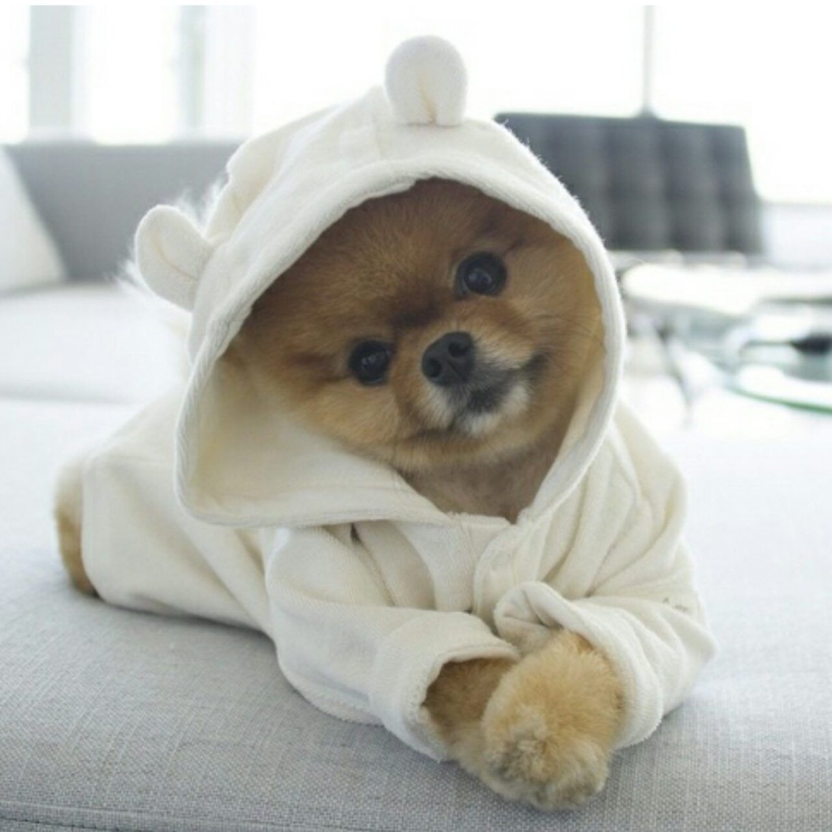 Померанский шпиц Беби