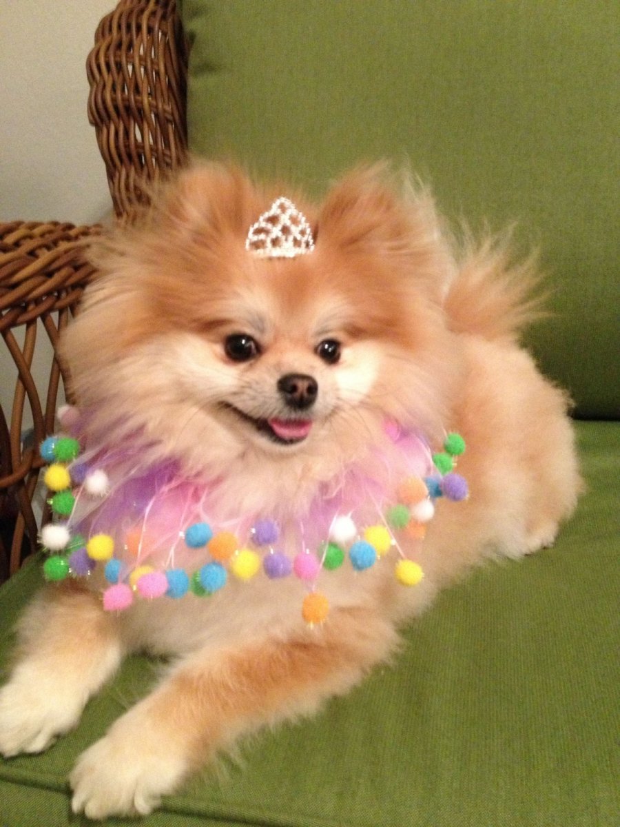 Украшения для шпица