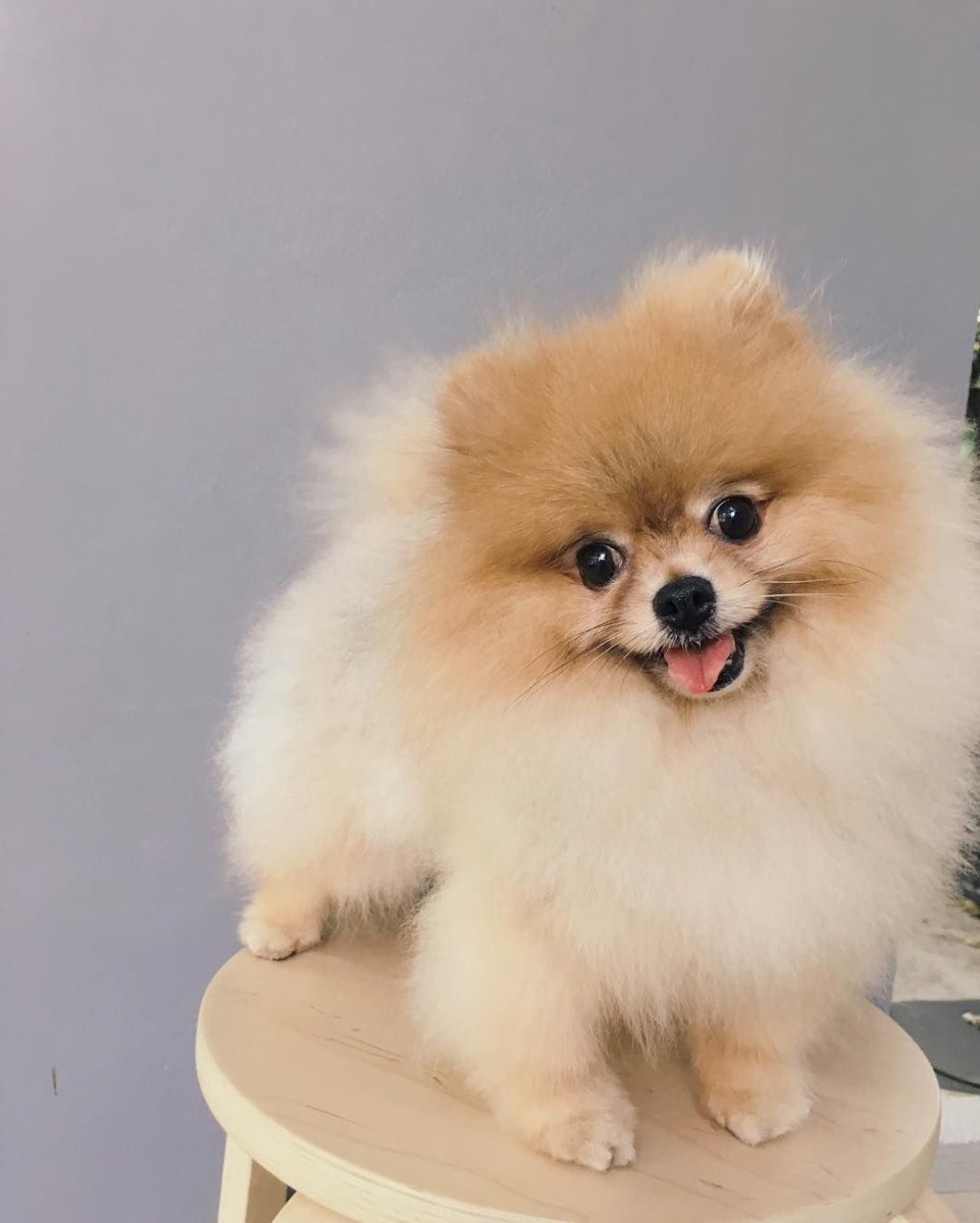 Шпиц Бэйби фейс померанский