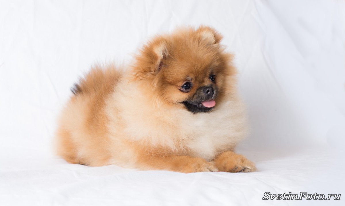 Белый шпиц Эстетика