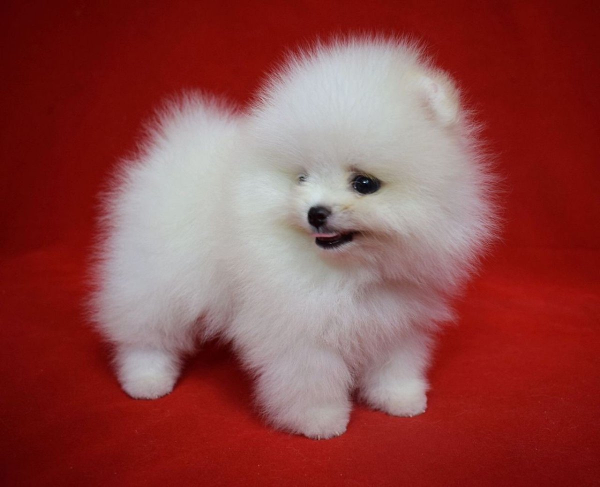 Корейский шпиц мини