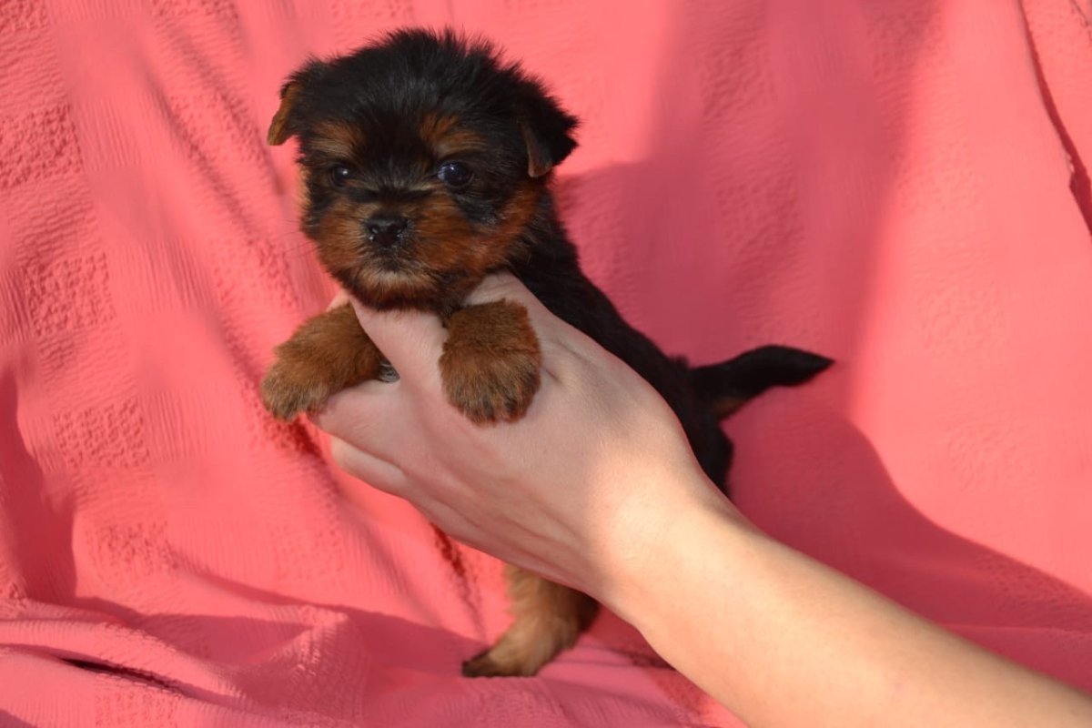 Померанский шпиц Эстетика