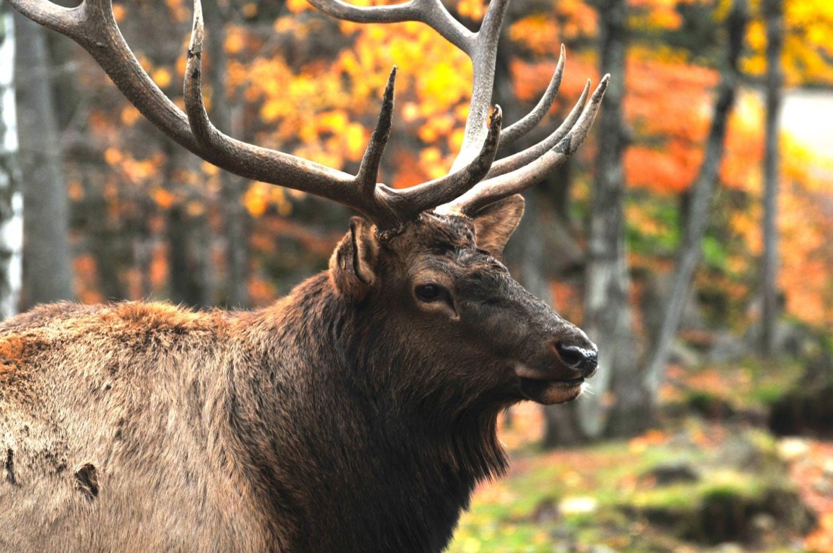 Лисицы широколиственных лесов