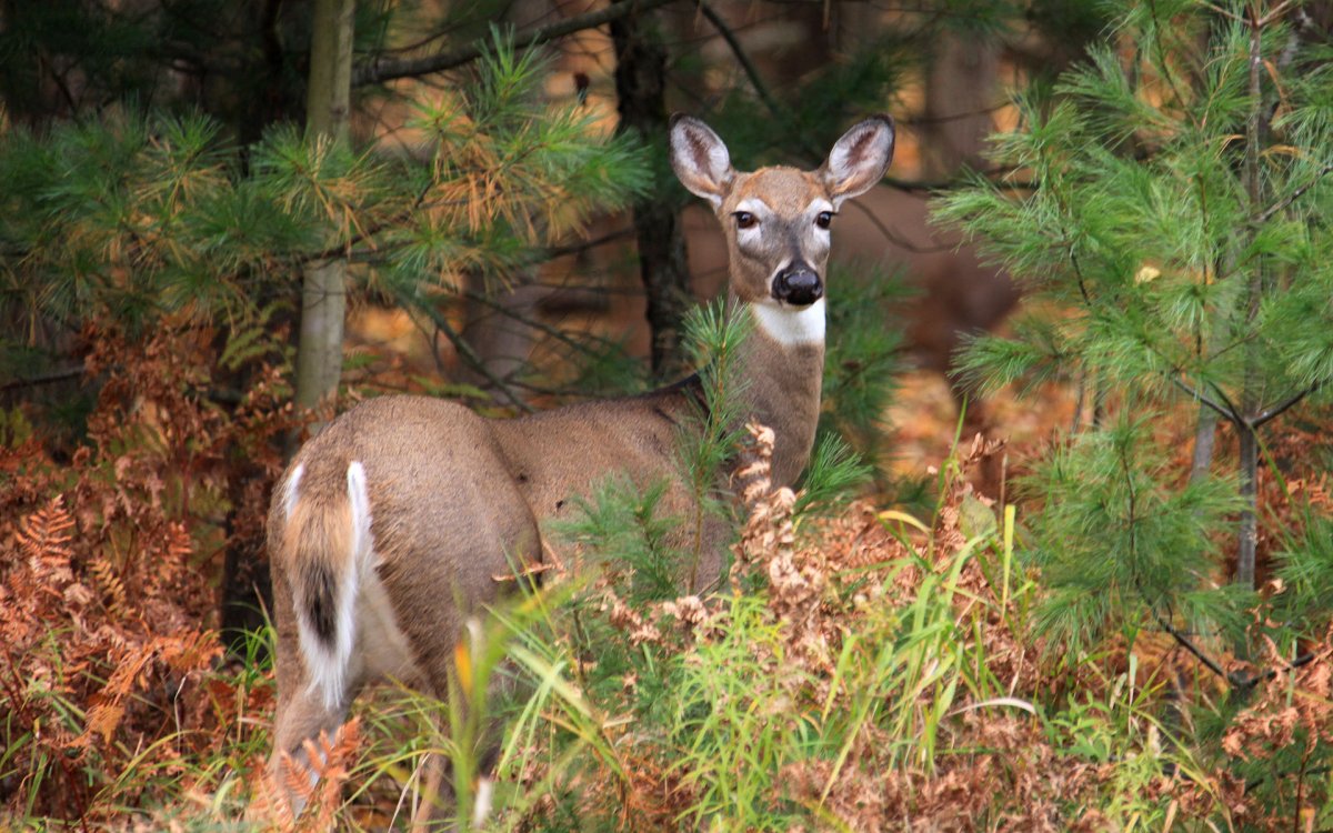 Широколиственный лес животные