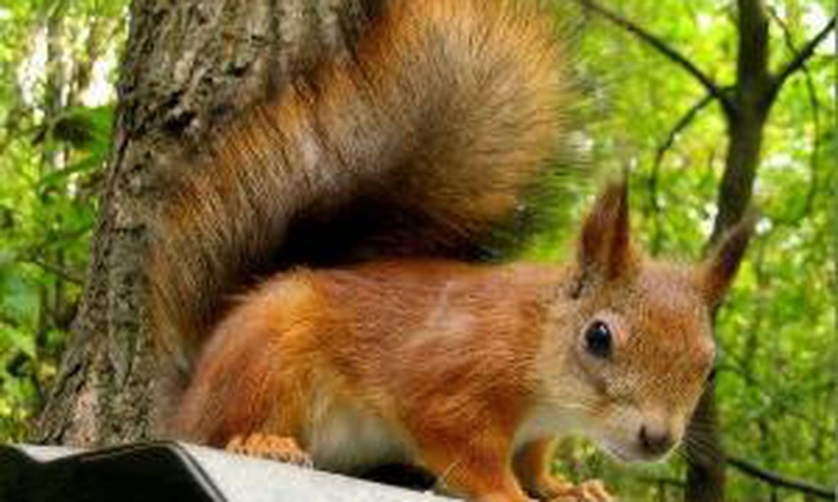 Фауна смешанных и широколиственных лесов России