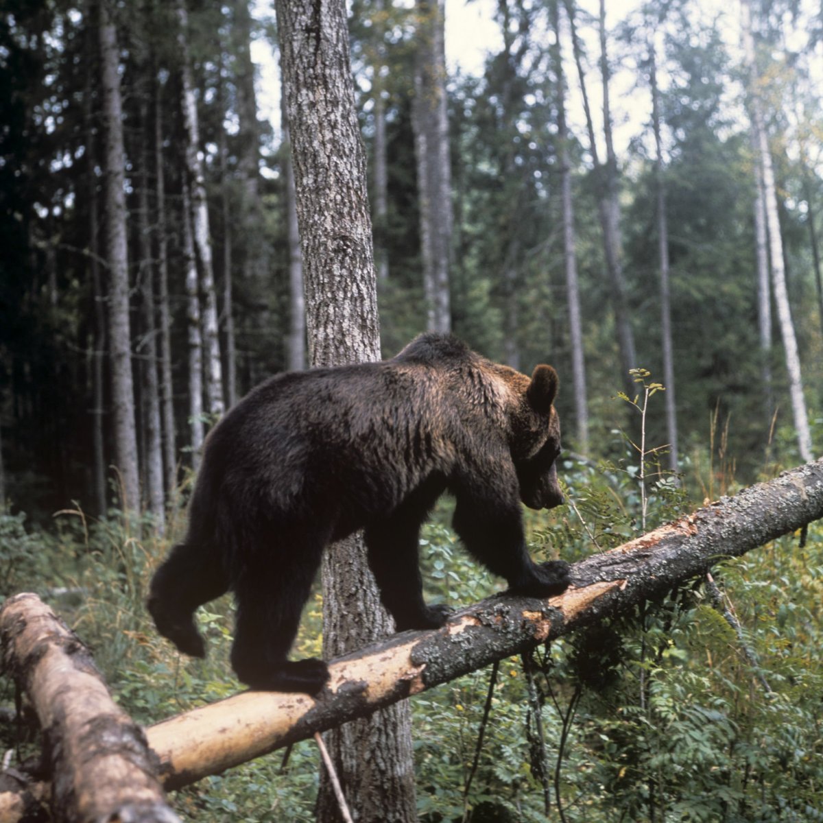 Кавказский заповедник субтропики
