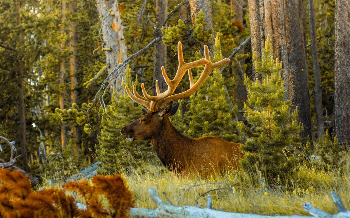 Звери Лесной зоны