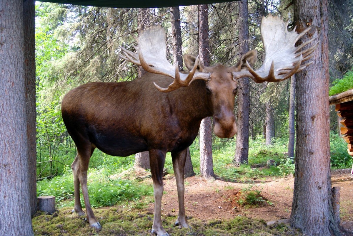 Woodland животные в Цветном лесу