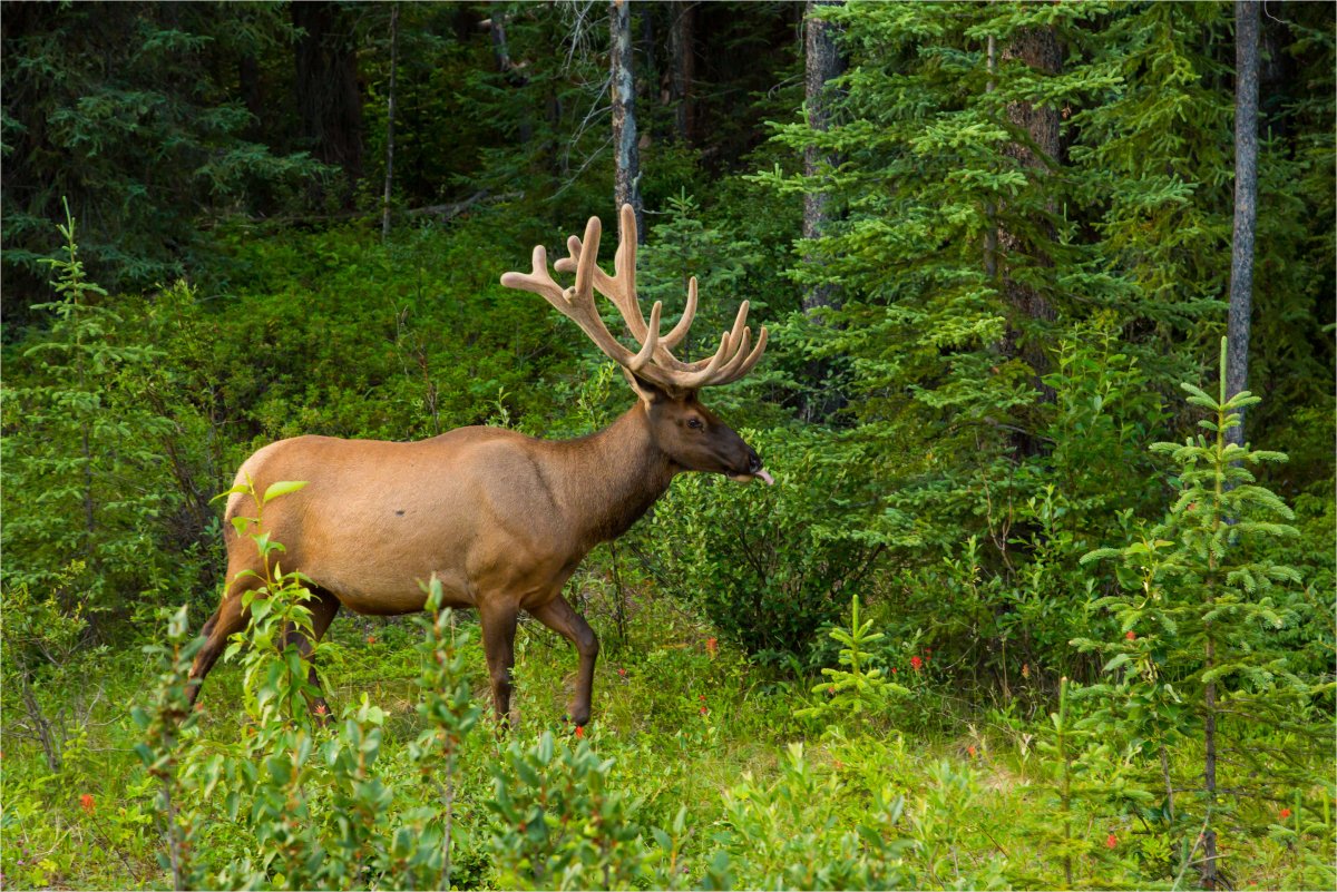 Животные Архангельской области Лось
