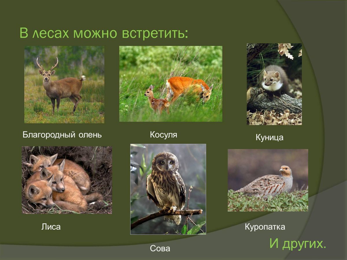 Карпатский благородный олень