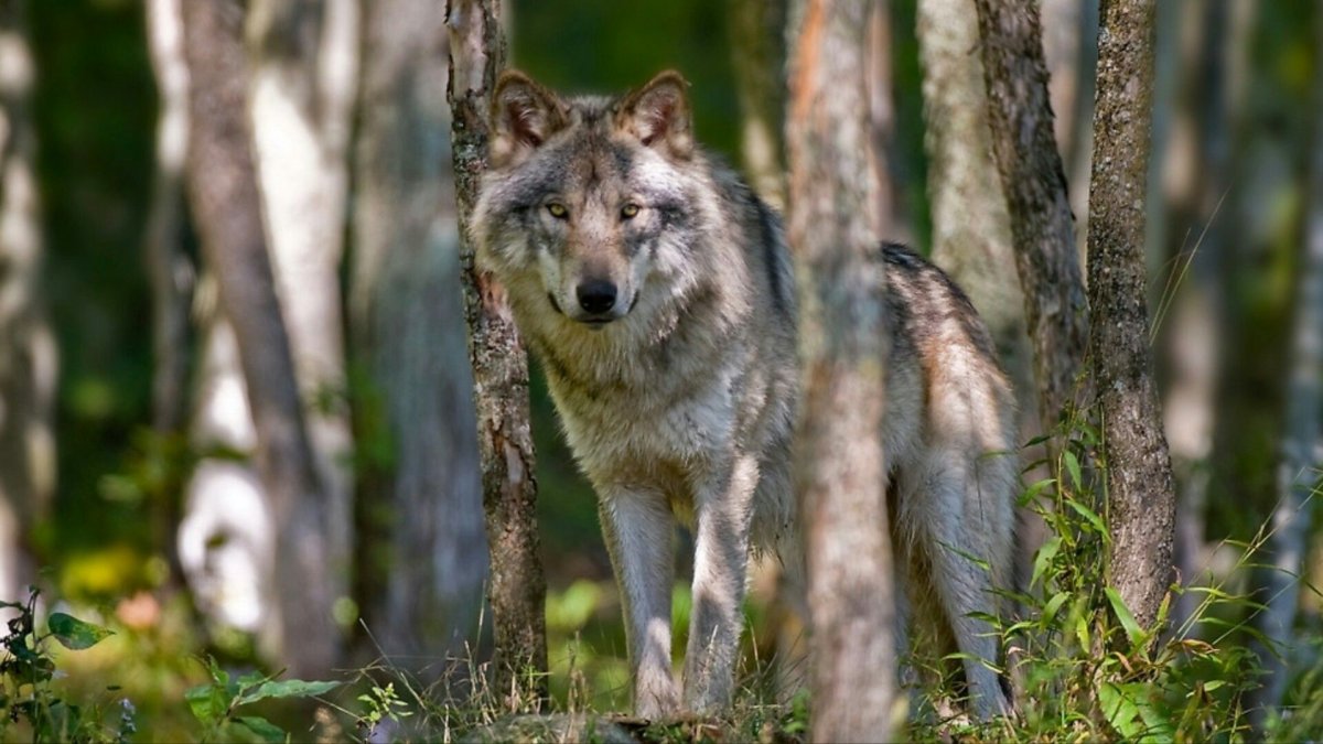 Смешанные леса России животные