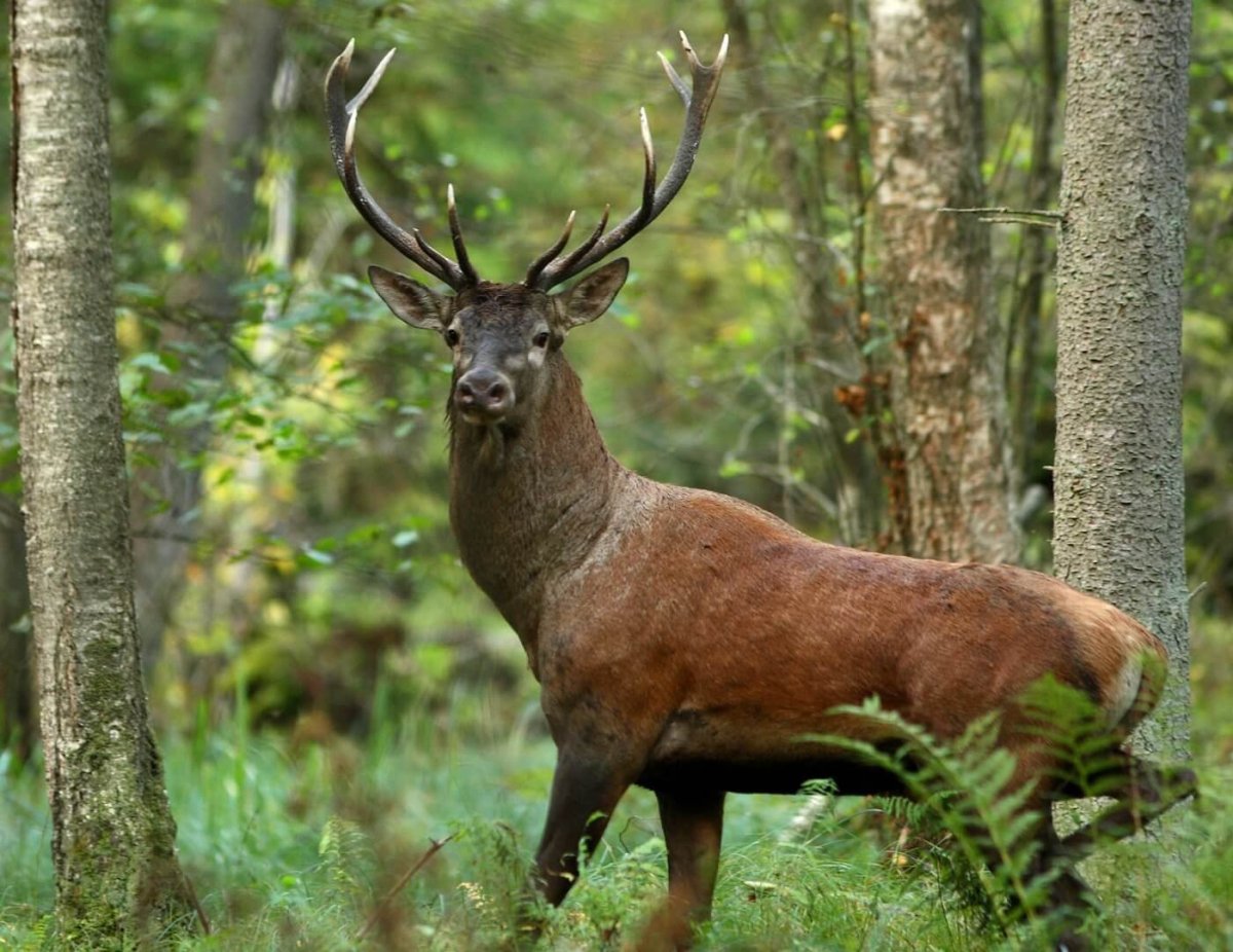 Рысенок спит