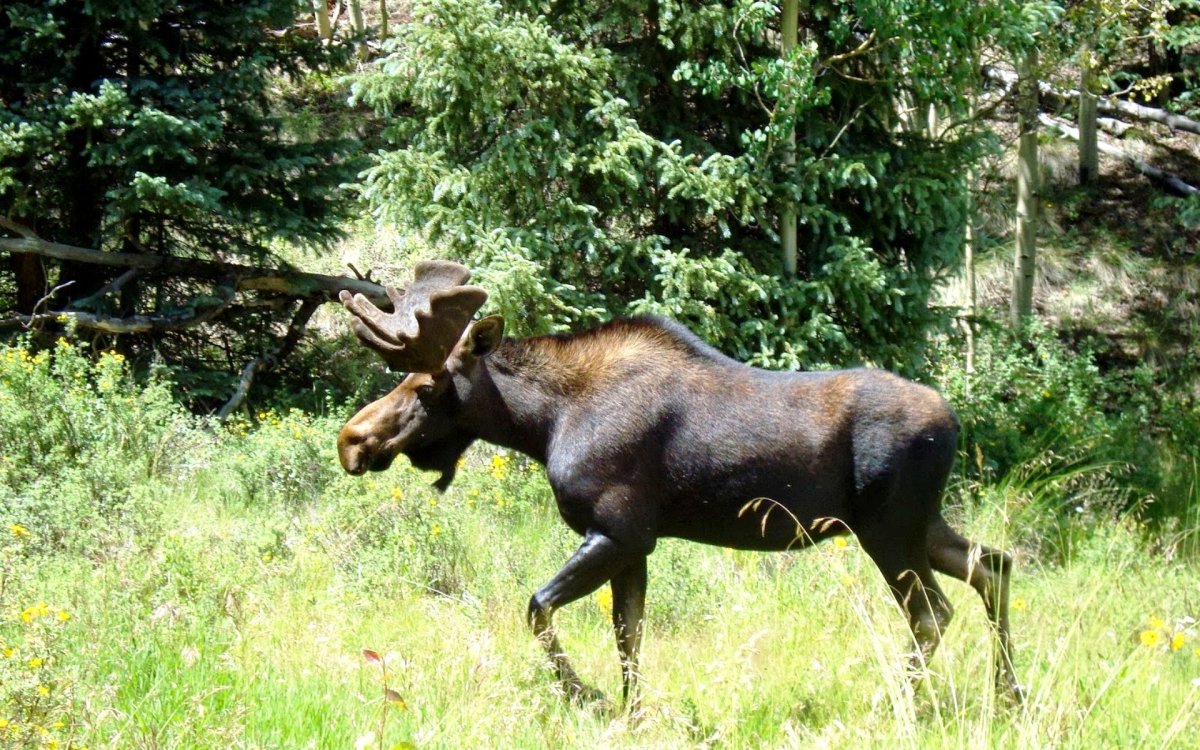 Животных смешанных и широколиственных лесов России