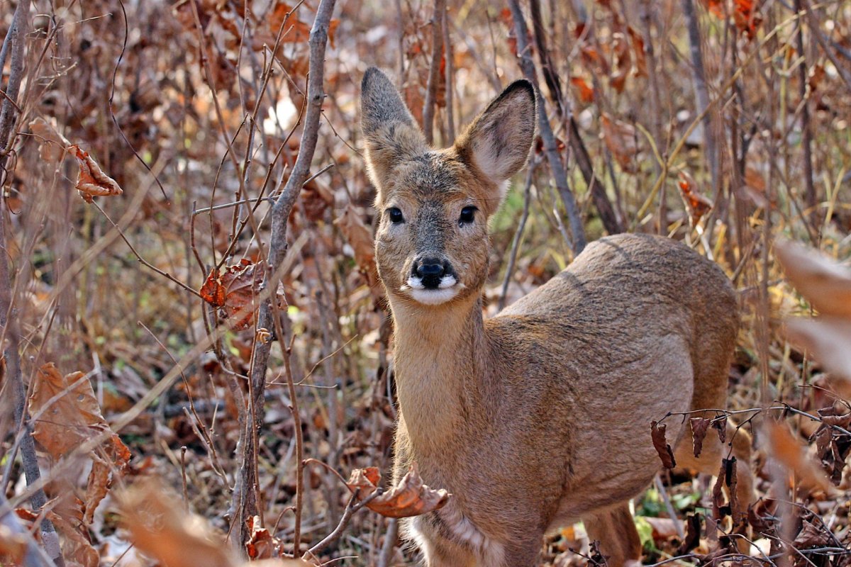 Белка Векша