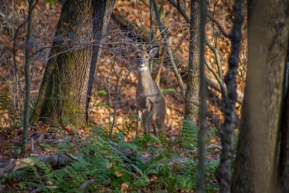 Животные широколиственных лесов белка