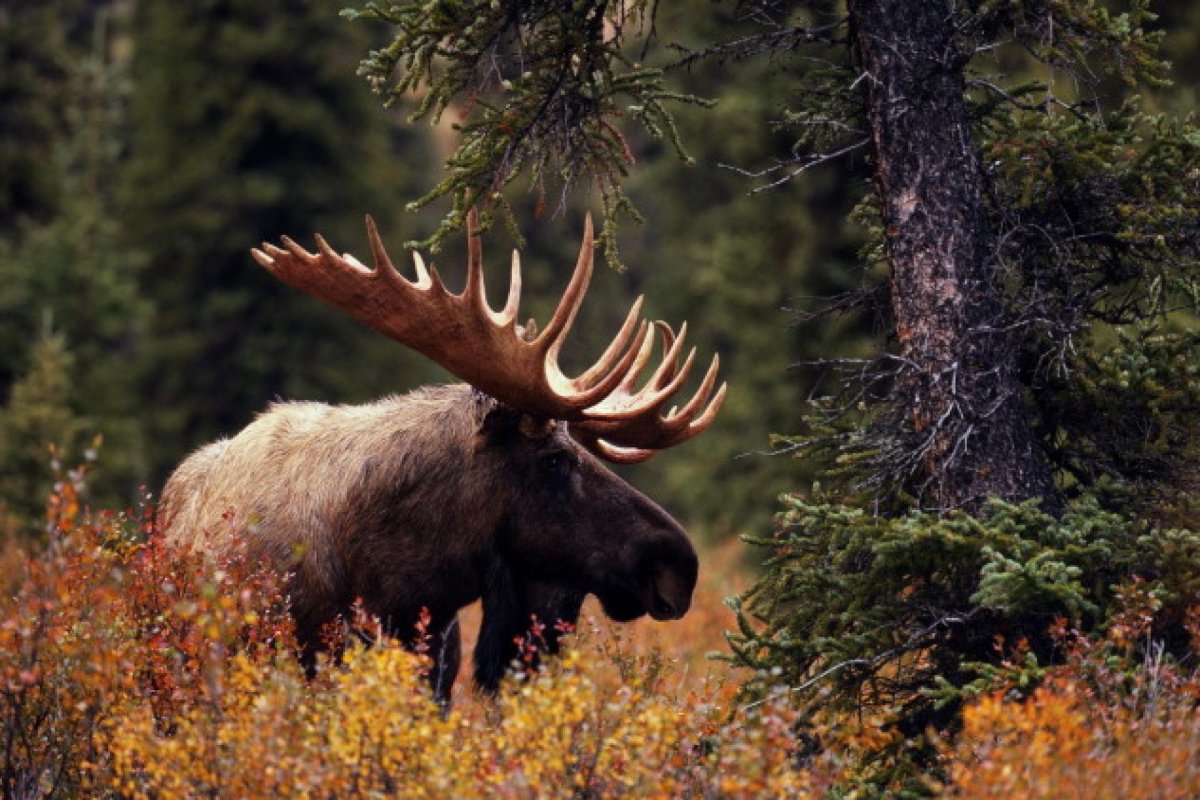 Дом волка в лесу