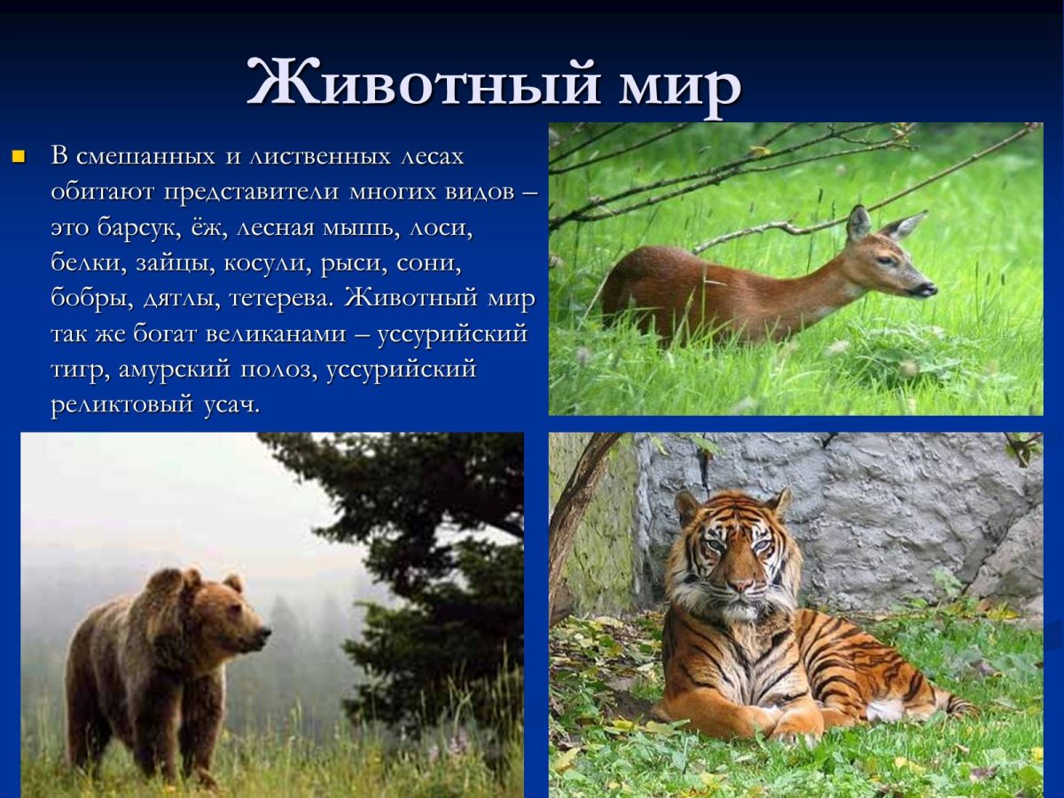 Звери смешанных лесов