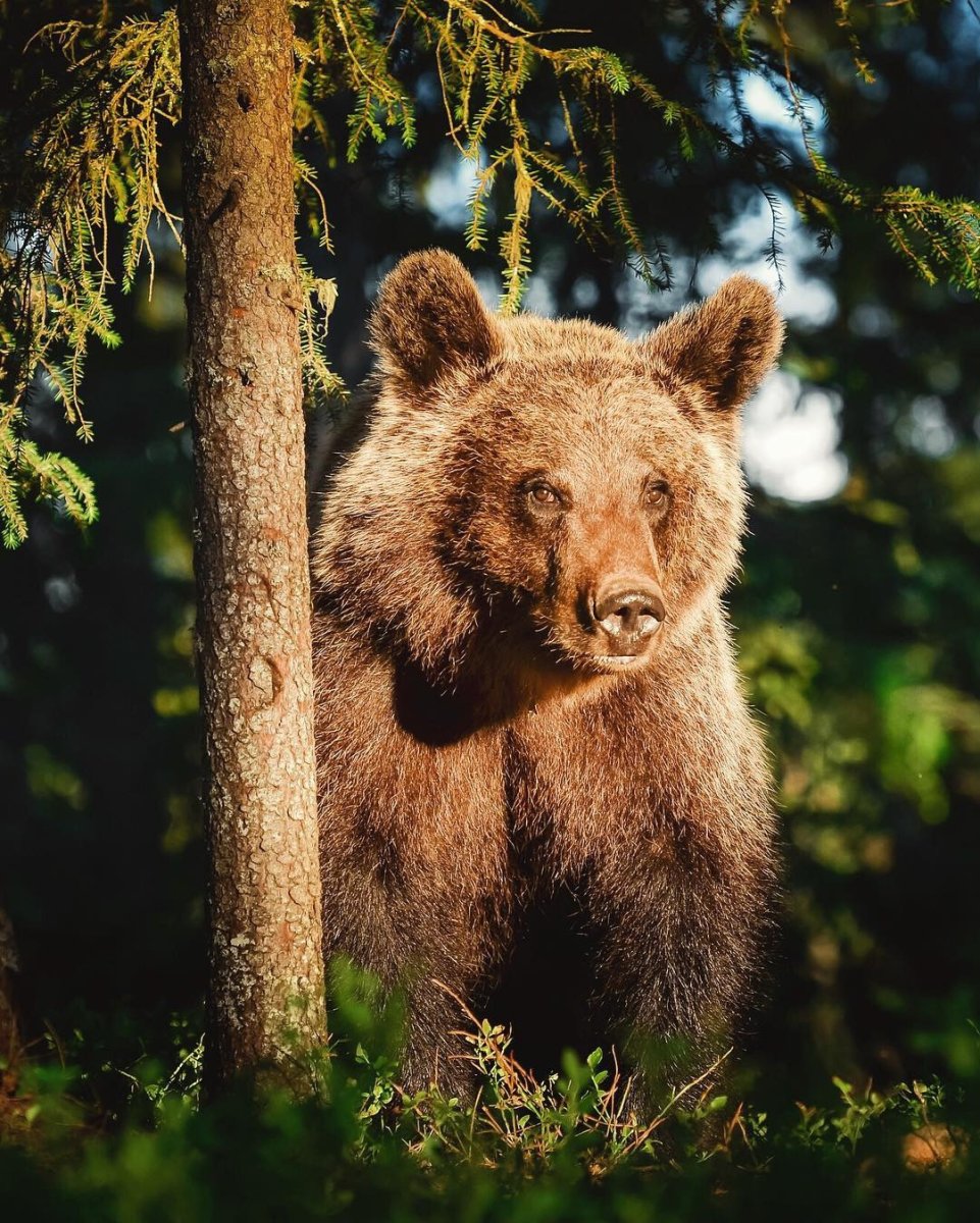 Ильменский заповедник Лось