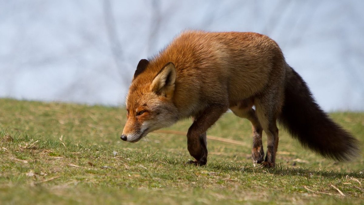 Лось и олень
