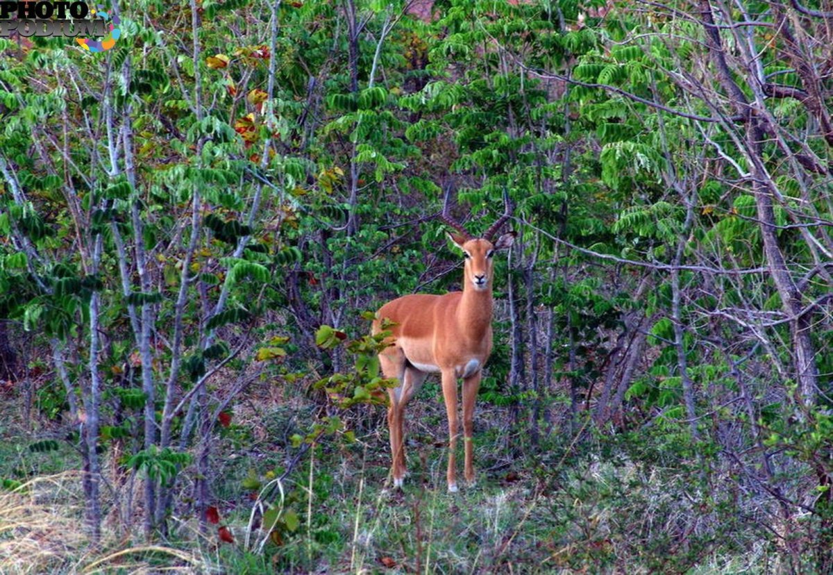 Зона тайги Лось