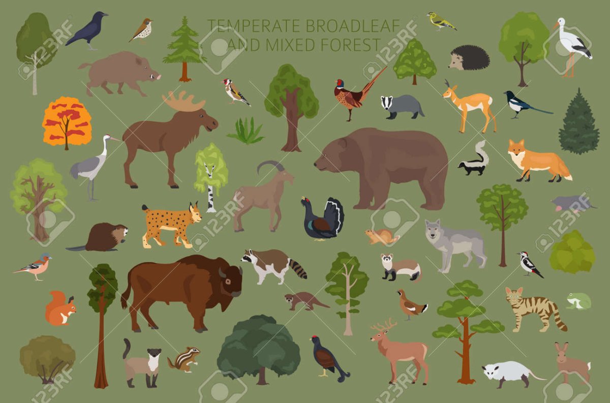 Сибирская косуля capreolus pygargus