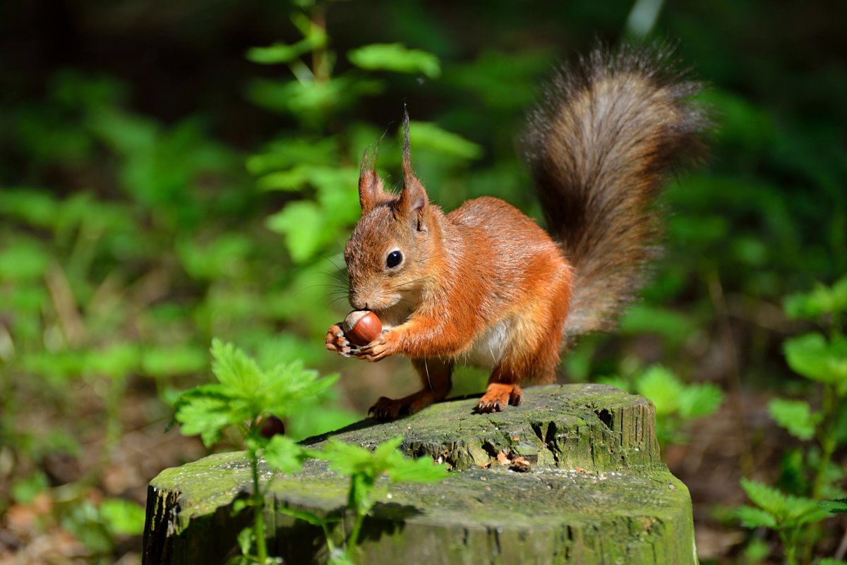 Красные белки