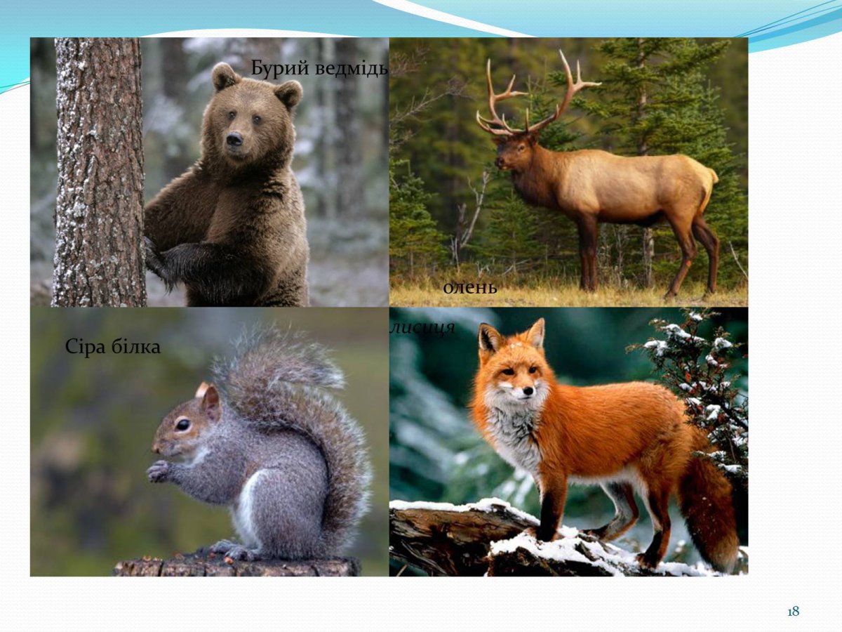 Природная зона Тайга животный мир