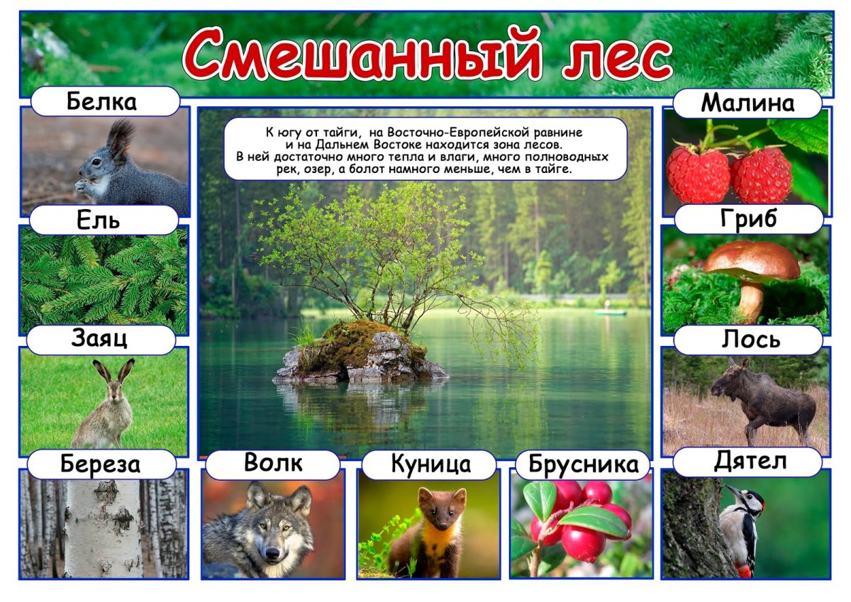 Животные в еловом лесу