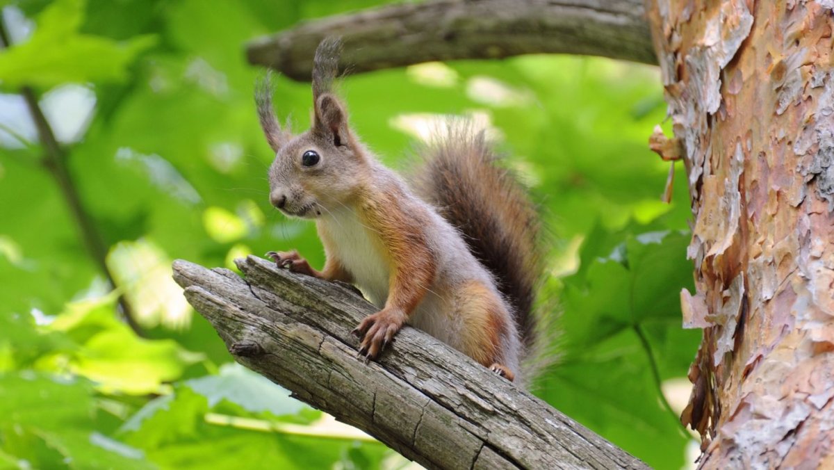 Лесные животные белка с бельчатами