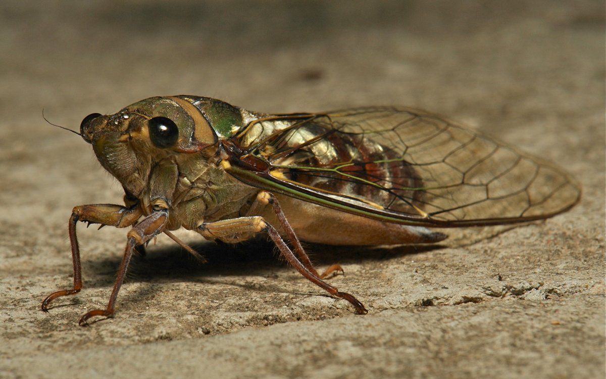 Platylomia kohimaensis