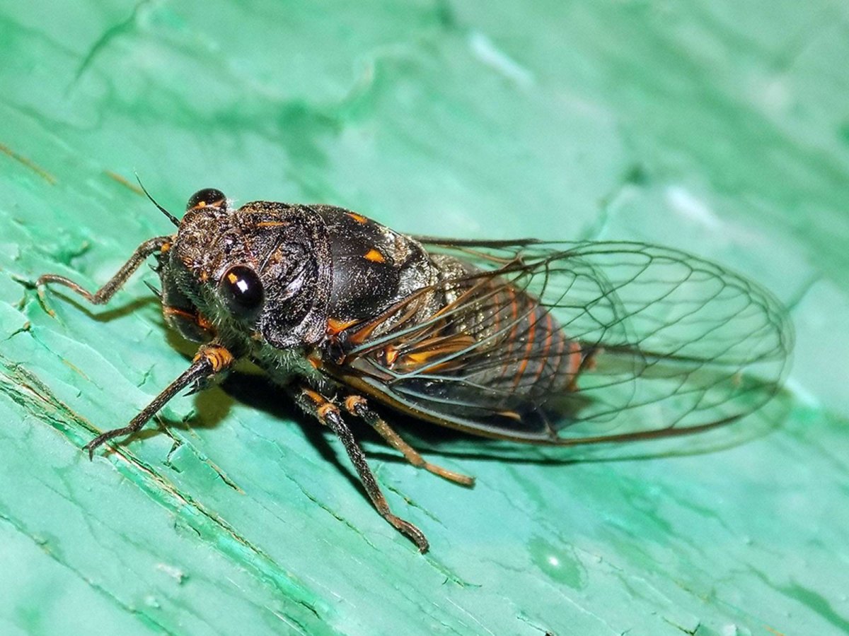 Крымская Муха цикада