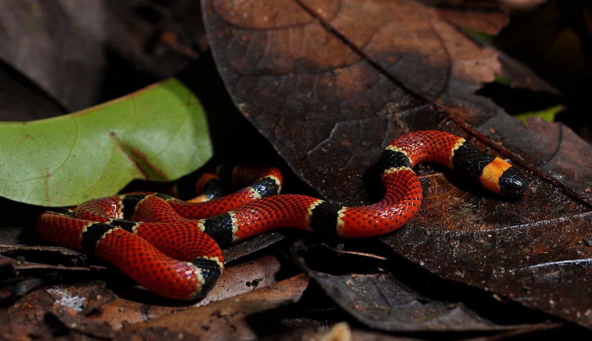 Тайландский красный полоз