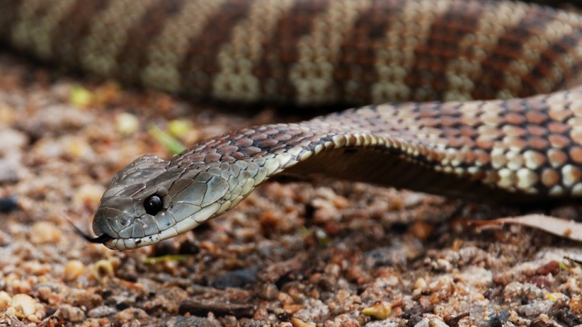 Малоазиатская гадюка