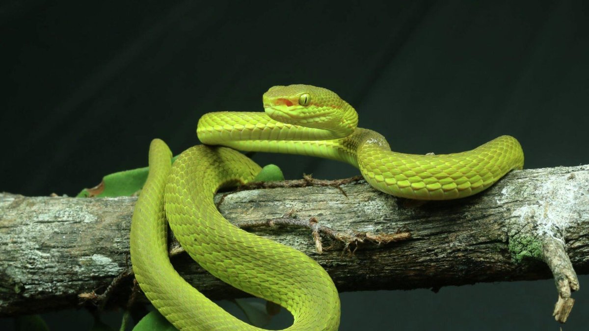 Trimeresurus Salazar змея
