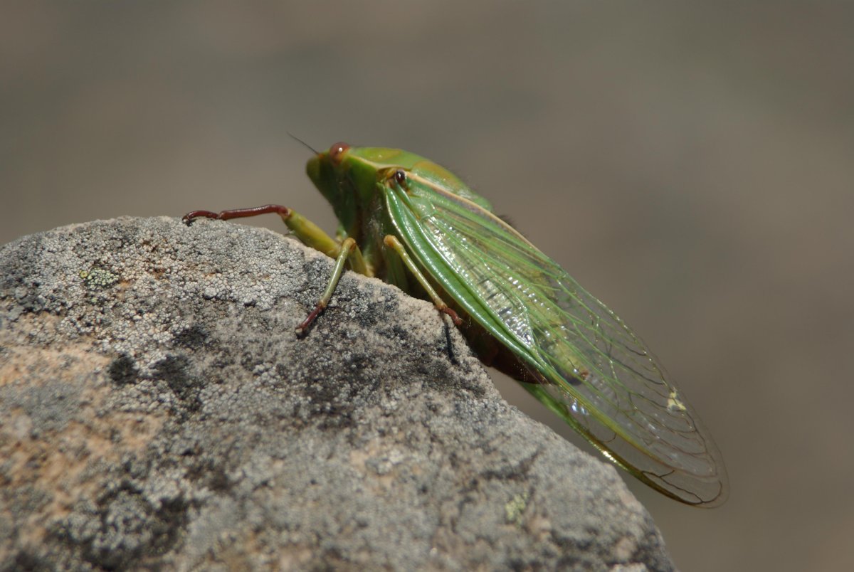 Цикады Эстетика