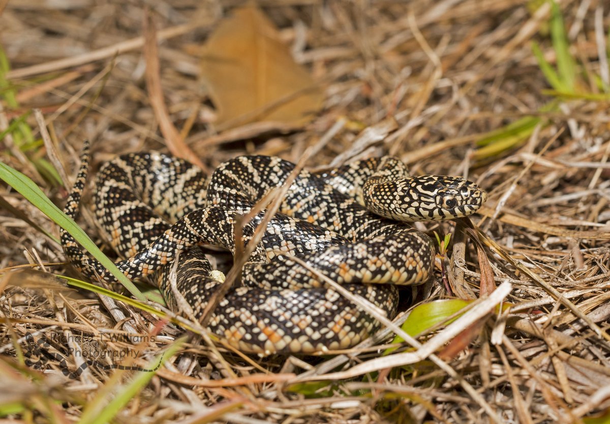 Леопардовый полоз