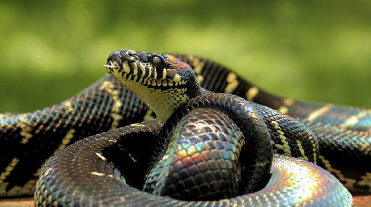 Новогвинейский питон