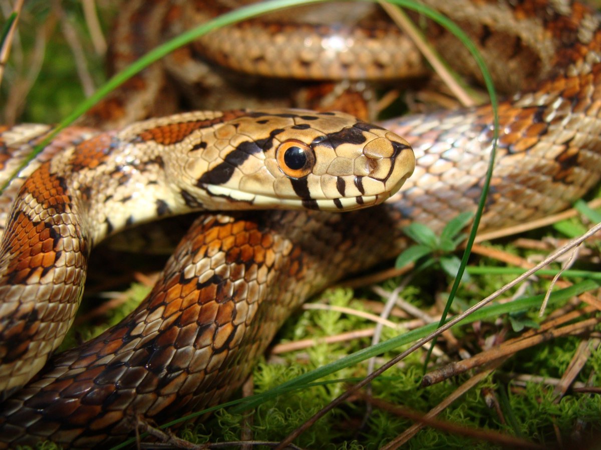 Леопардовый полоз Крымский