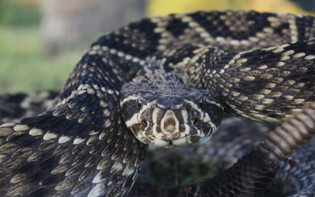 Eastern Diamondback