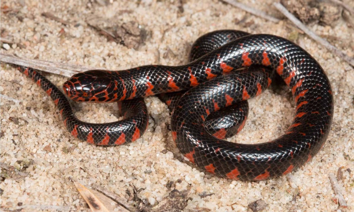 Western Mud Snake
