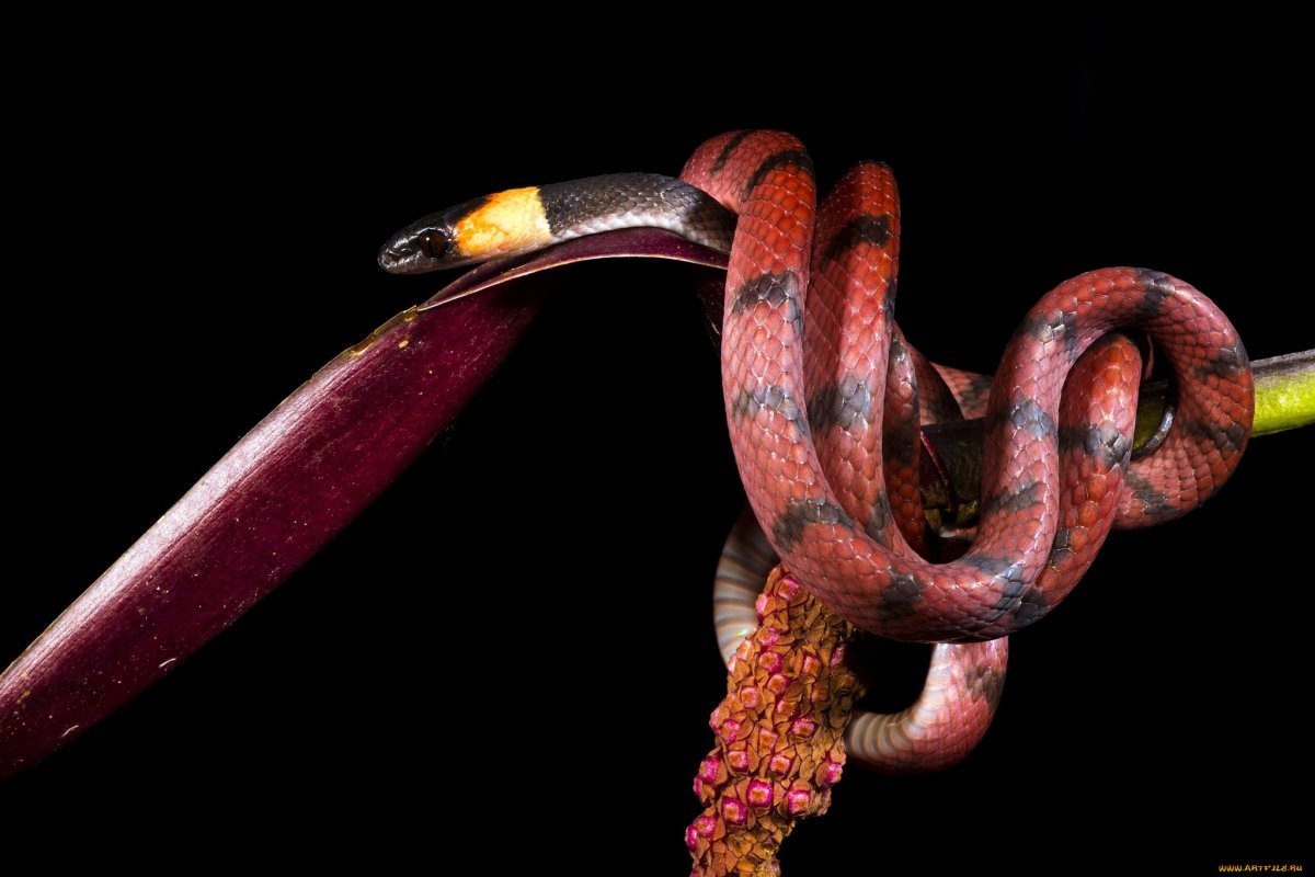 Королевские змеи красивые
